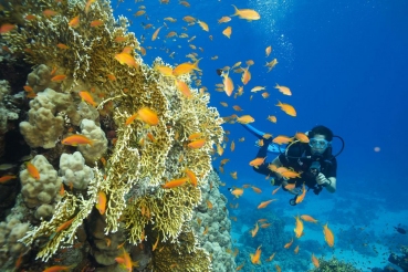 Unterwasserwelt, bei El Gouna, Rotes Meer, Aegypten