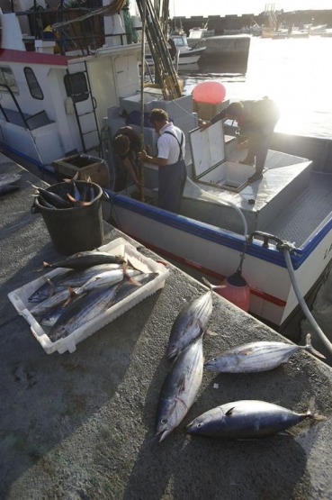 Tunfisch (Bonito), Fischerhafen Lajes de Pico, Insel Pico, Azoren, Portugal