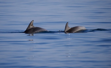 Delfin, Tuemmler, vor Porec, Istrien, Kroatien