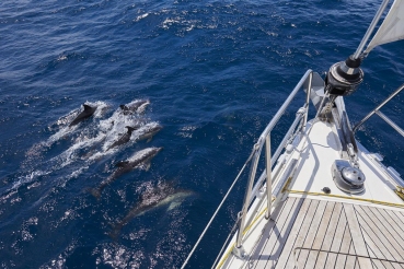 Delfine, Segelboot,Typ: Bavaria 46 Cruiser, Atlantik, Atlantischer Ozean, Lanzarote, Kanarische Inseln, Spanien