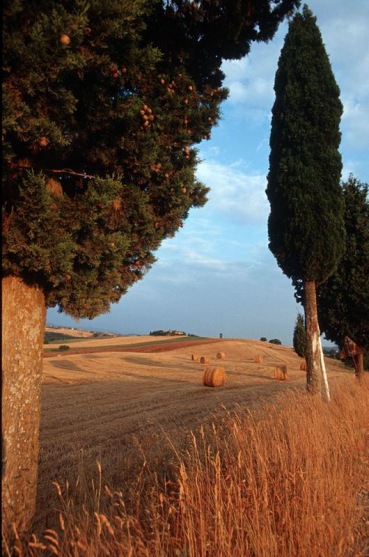 Landschaft der Crete, bei Siena, Toskana
